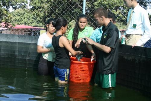 Primera%20cosecha%20de%20Tilapia%20en%20IPT%20Mexico%20Panama%20(1).jpg