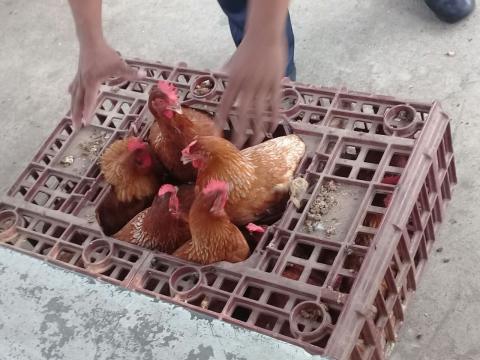 Se entregan gallinas ponedoras y alimento a escuelas de difícil  acceso  en Panamá Oeste