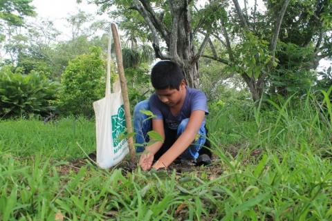 Desarrollan la V Jornada de Reforestación en Panamá Este