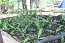 Programa de producción de alimentos llega a las escuelas