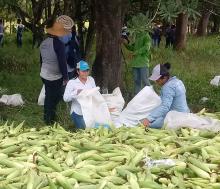 IPT de La Pintada recogió buena cosecha de maíz nuevo