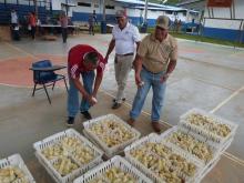 Entregan tres mil 500 pollos a escuelas de Herrera